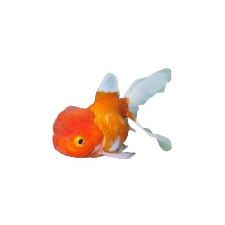 Carassius Auratus. Oranda Thai rojo y blanco
