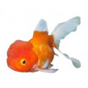 Carassius Auratus. Oranda Thai rojo y blanco