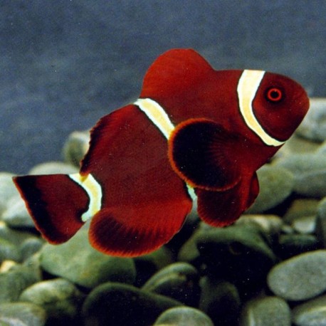 Premma biaculeatus yellow