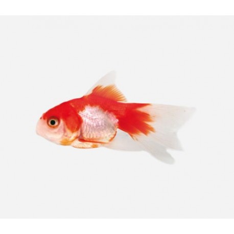 Carassius Auratus. Fantail rojo y blanco