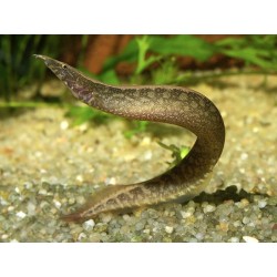 Macrognathus circumcinctus. Anguila espinosa enana