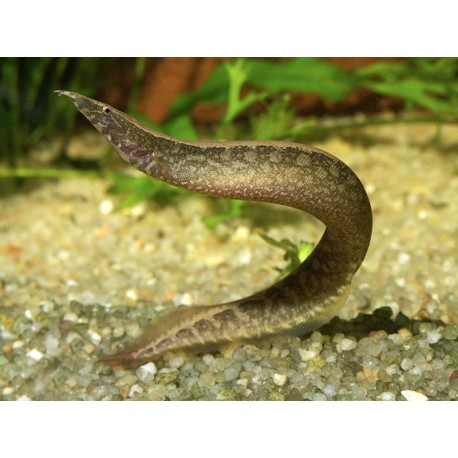 Macrognathus circumcinctus. Anguila espinosa enana