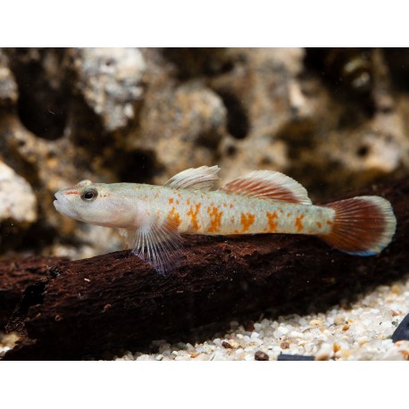 Rhinogobius sp. Gobio rojo