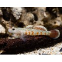 Rhinogobius sp. Gobio rojo