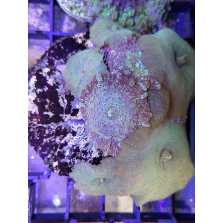 Discosomas watermelon y green