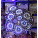 Zoanthus premium