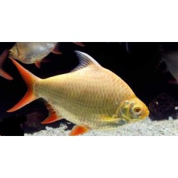 Barbonymus schwanenfeldii. Barbo hojalata