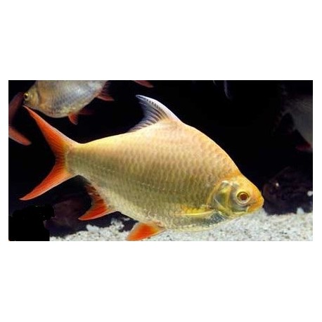 Barbonymus schwanenfeldii. Barbo hojalata