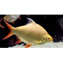 Barbonymus schwanenfeldii Oro. Barbo hojalata Oro