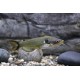 Horabagrus brachysoma