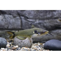 Horabagrus brachysoma