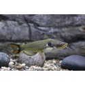 Horabagrus brachysoma