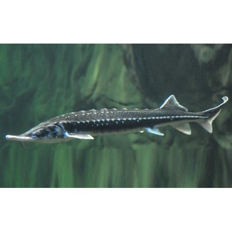 Acipenser stellatus. Esturion estrellado