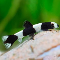 Protomyzon pachychilus. Botia panda enana