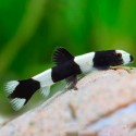 Protomyzon pachychilus. Botia panda enana