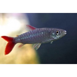 Chalceus macrolepidotus. Tetra gigante cola rosa