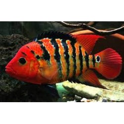 Cichlasoma festae. Terror rojo