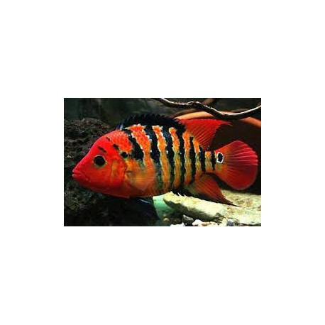 Cichlasoma festae. Terror rojo