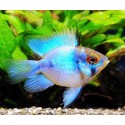 Microgeophagus Ramirezi. Balón azul electrico