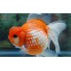 Carassius Auratus. Ryukin marble