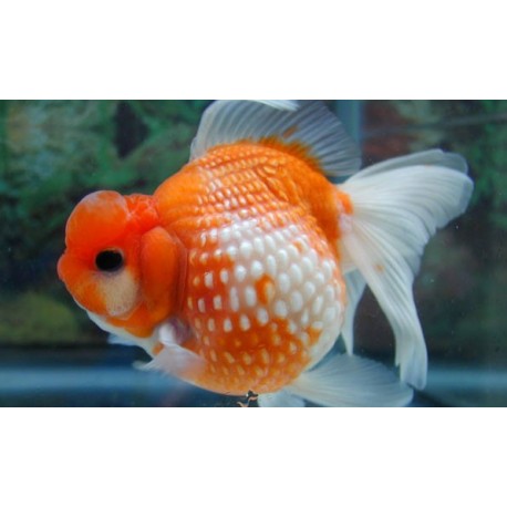 Carassius Auratus. Ryukin marble