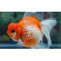Carassius Auratus. Escama perlada