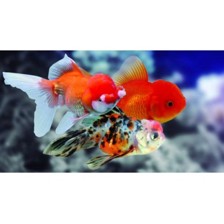 Carassius Auratus. Ryukin marble