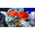 Carassius Auratus. Oranda surtido