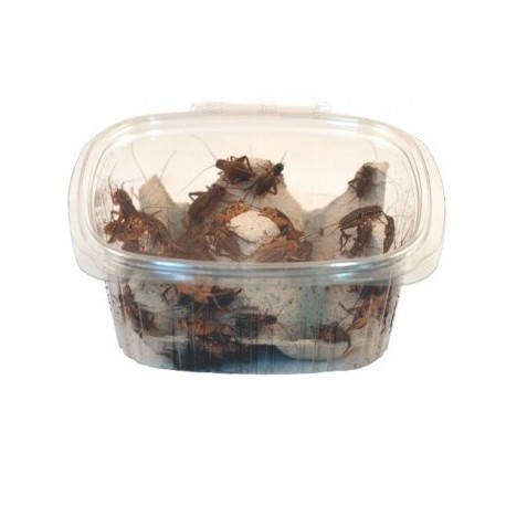 Grillos vivos. Acheta dometicus