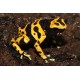 Dendrobates leucomelas