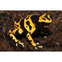 Dendrobates leucomelas