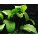 Anubias barteri var. Saeteada
