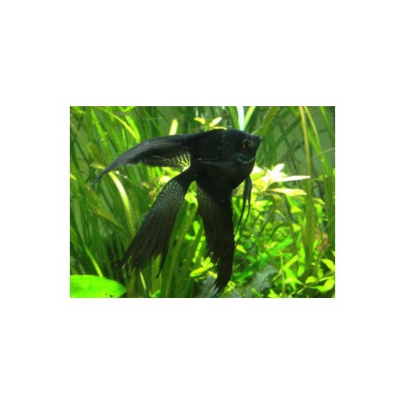 Pterophyllum sp. Escalar Black