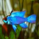 Microgeophagus Ramirezi