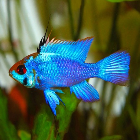 Microgeophagus Ramirezi