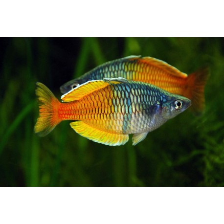 Melanotaenia Boesemani