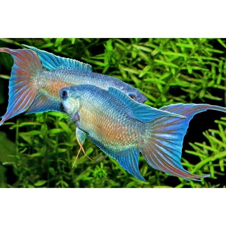 Macropodus opercularis blue