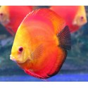 Symphysodon a. Disco Red Marlboro yellow
