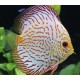 Symphysodon a. Disco Haraldi royal blue