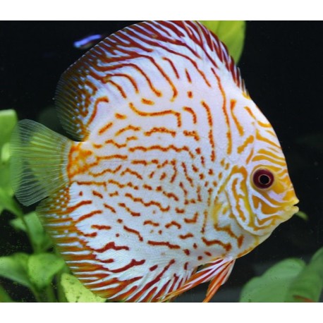 Symphysodon a. Disco Haraldi royal blue