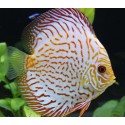 Symphysodon a. Disco Pigeon Red Pearl