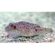 Tetraodon Nigroviridis. Pez globo moteado
