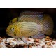 Apistogramma Tucurui