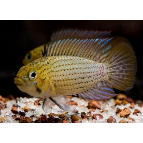 Apistogramma Tucurui