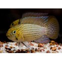 Apistogramma Tucurui