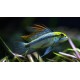 Apistogramma Trifasciatum