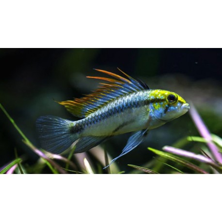 Apistogramma Trifasciatum