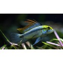 Apistogramma Trifasciatum