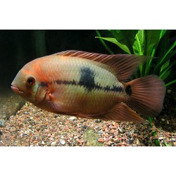Hypselecara Temporalis crassa