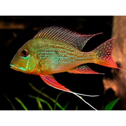 Geophagus Surinamensis